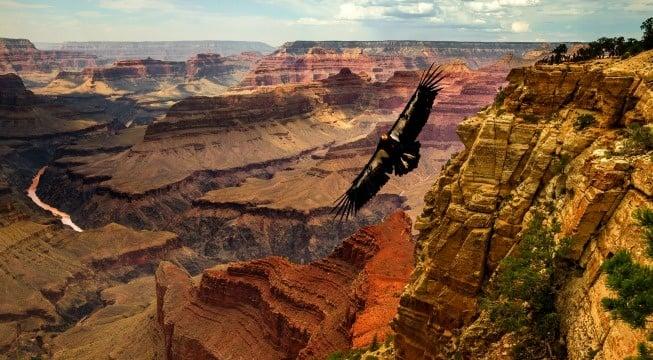 Eagle Condor